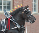 Horses at State Fair